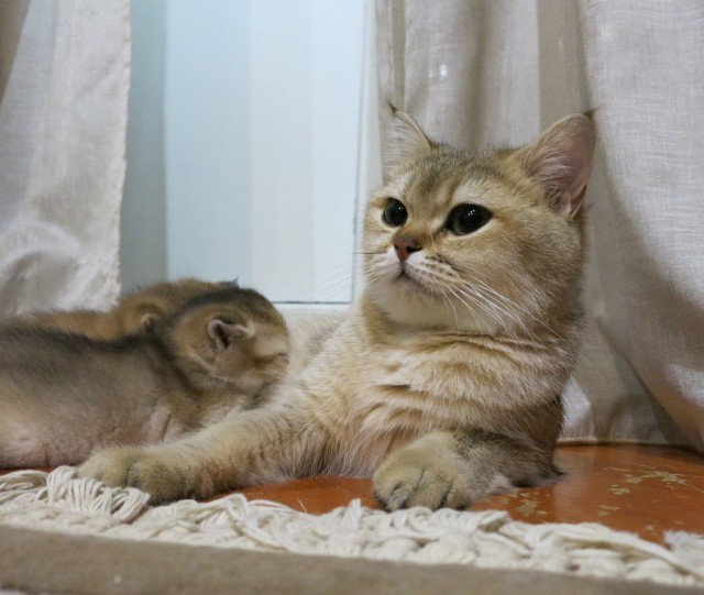 Котовторник 1.11.22