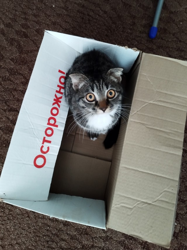 Вторник, ваши коты и кошки в студию