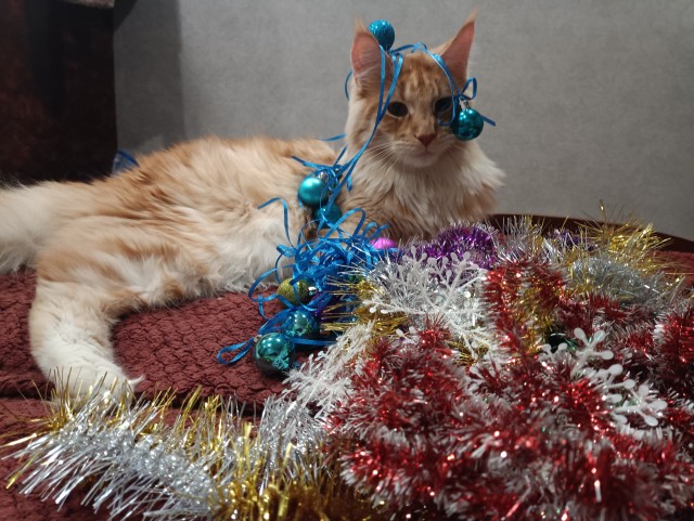 Кошка