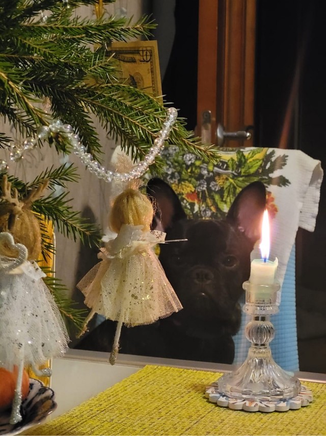 Начинаем собакочетверг!