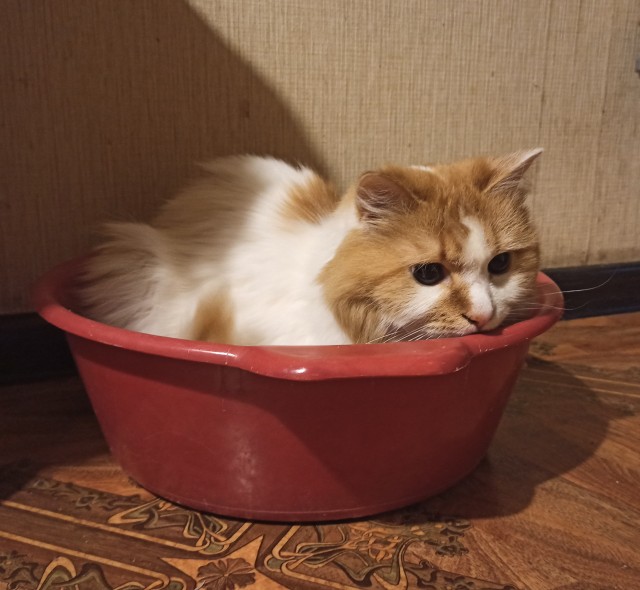 Коты белые, 12 литров