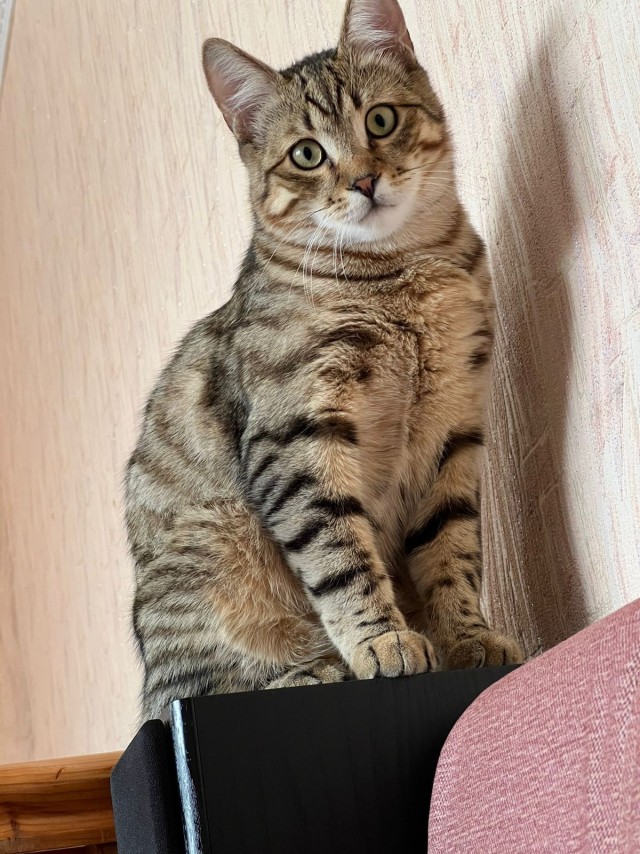Пройдемся по котикам?!