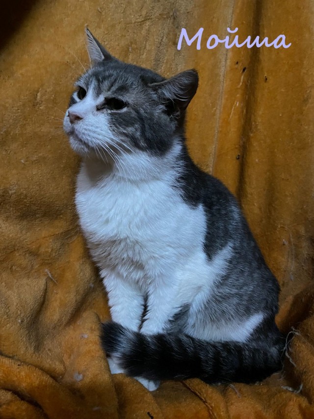 Жизнь домашнего приюта "Котоленд" 384