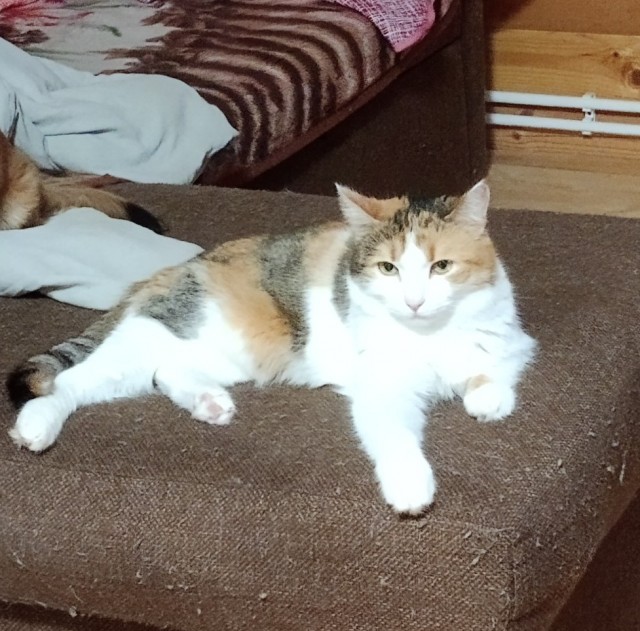 Котовторник! 16+ Коллеги-рабы, отмечаемся, у кого хозяину много лет!