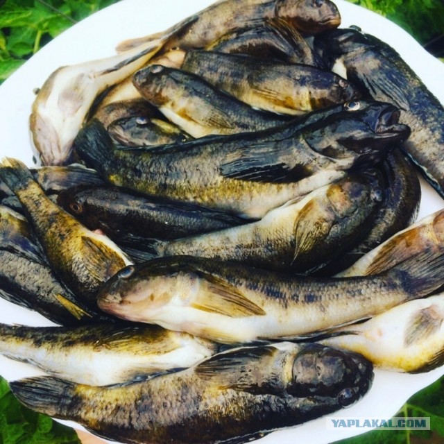 Рыбалка на Азовском море
