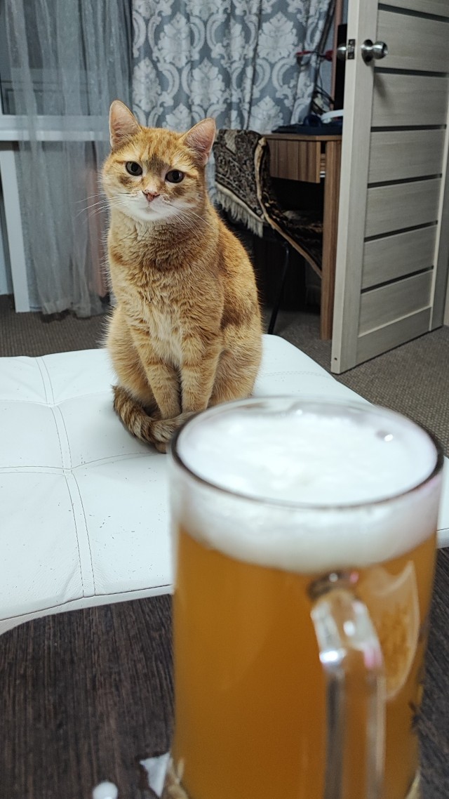 Позы для сна у кошек - что они означают?