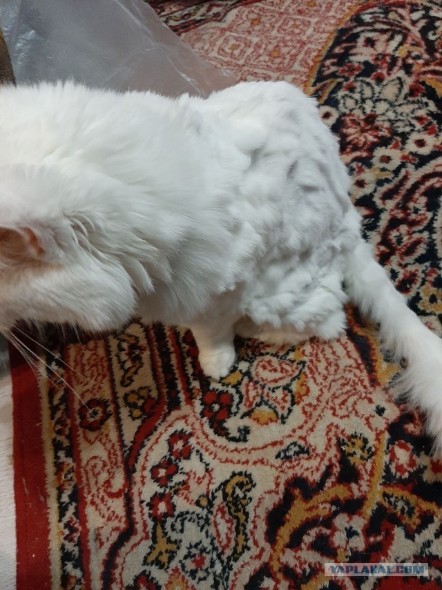 Когда кот не любит расчесываться