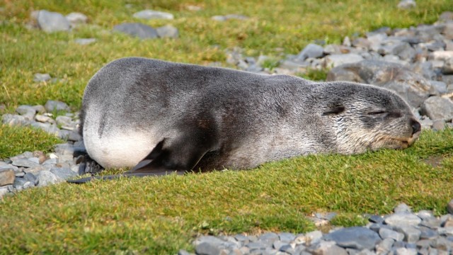 Австралийка опоздала на работу из-за сонного морского котика