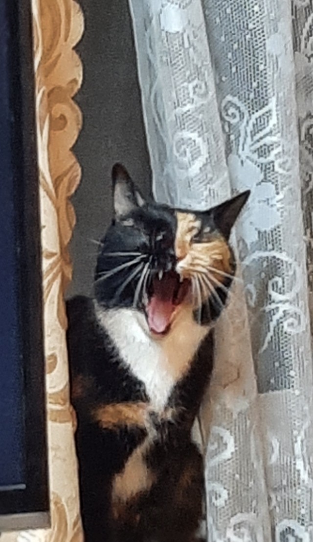 Кот в рамках бытия
