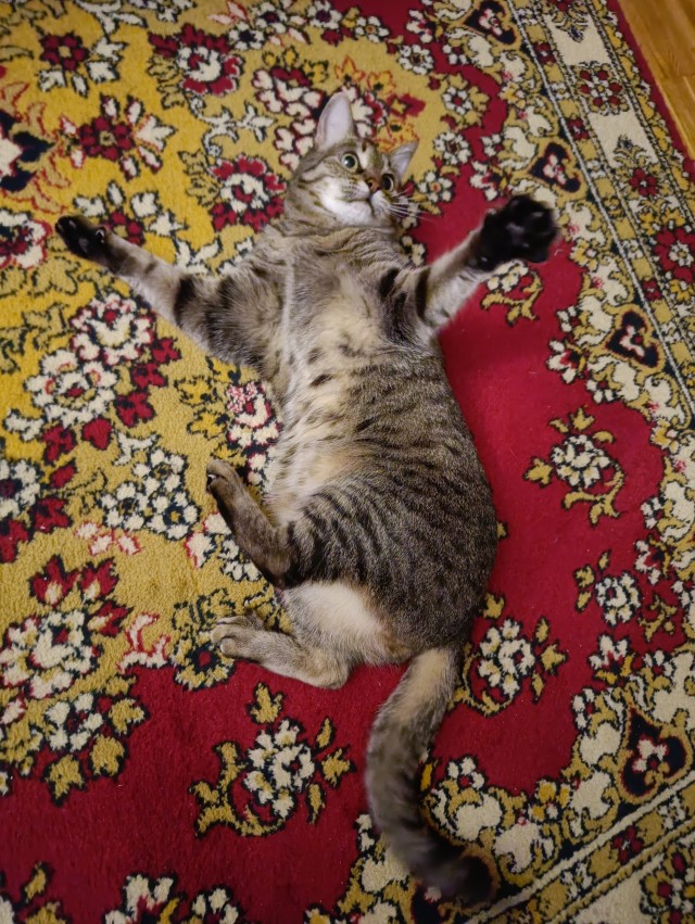 Котовторник 09.04.24