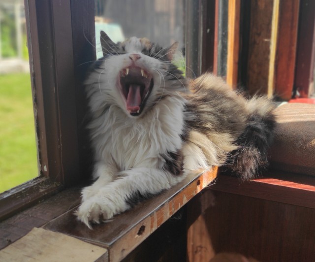 Котовторник в картинках