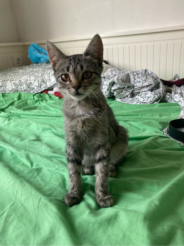 Принимайте в клуб! Котовторник же