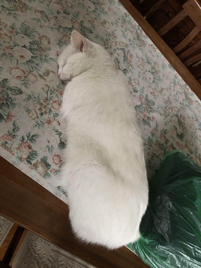 Слепоглухая кошка
