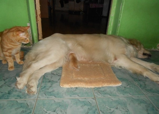 Кошка рожала-рожала,а тут такое