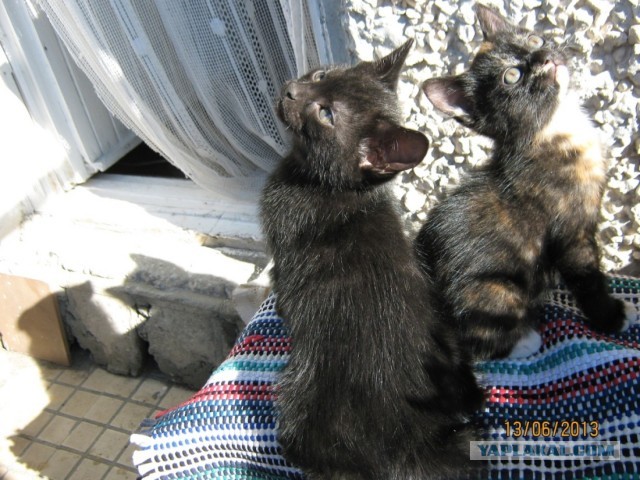 Нужны имена котятам