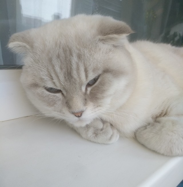 Совпало с котовторником.