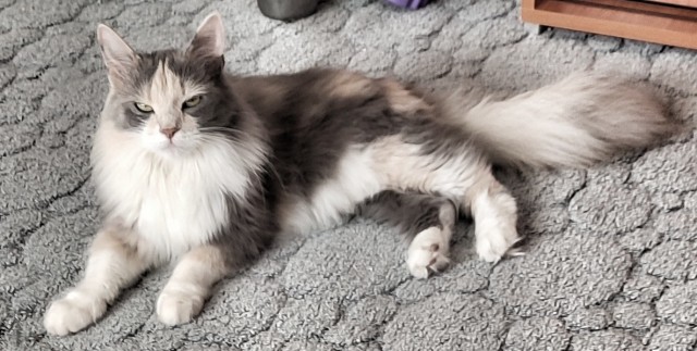 Смешные коты, которые бы победили на конкурсе абсурдных фотографий