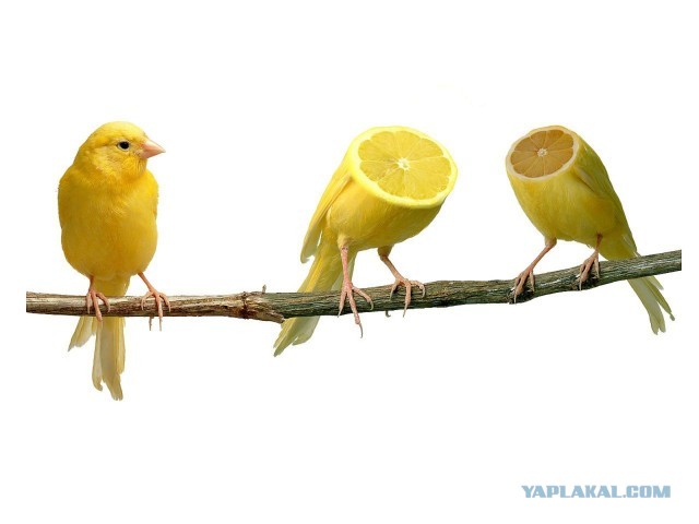 26 интересных фактов о лимонах