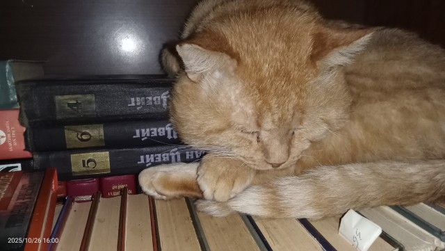Кот мусульманин.