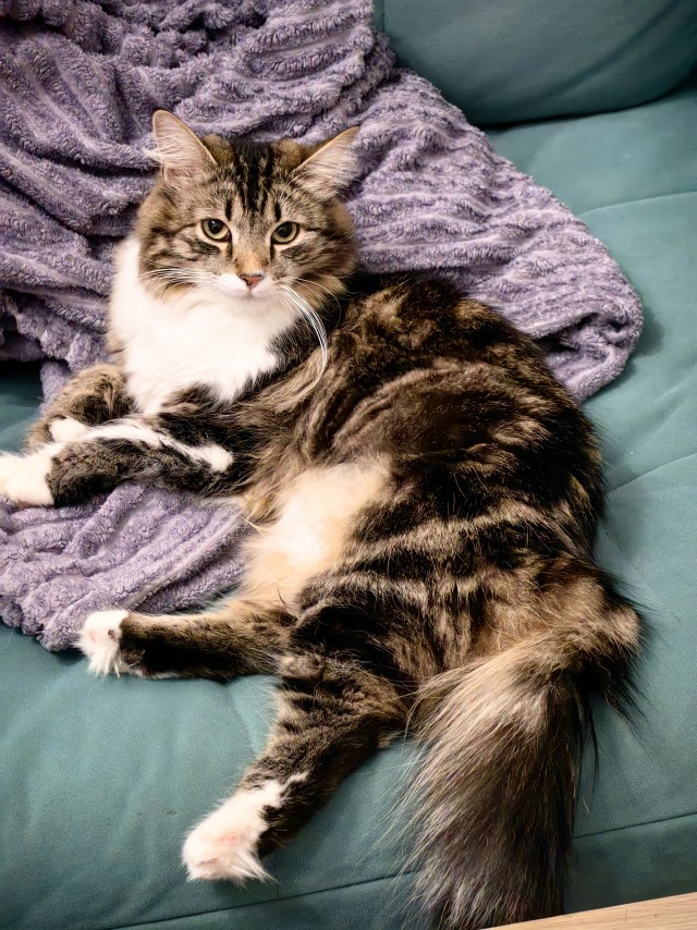 Котовторник