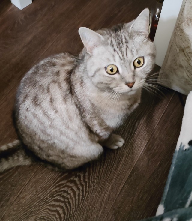 Ночное кормление котов