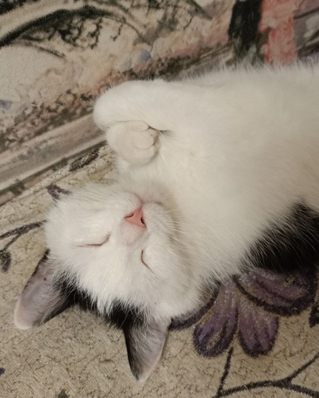 Всех причастных с котовторником!