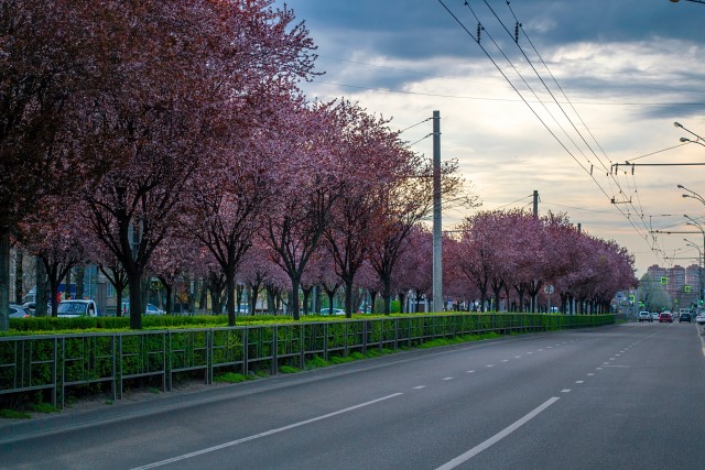 Весна в парке Галицкого