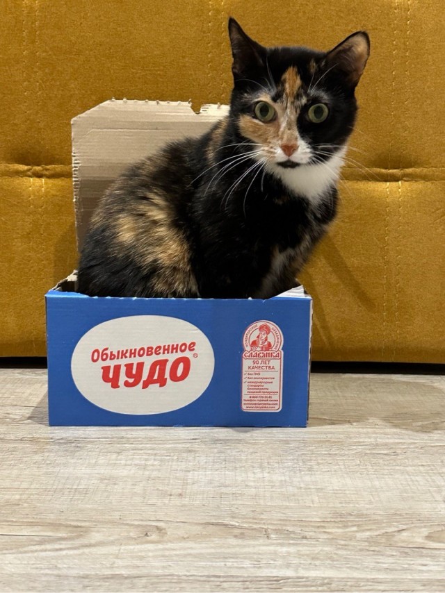 Братцы, мой кот.
