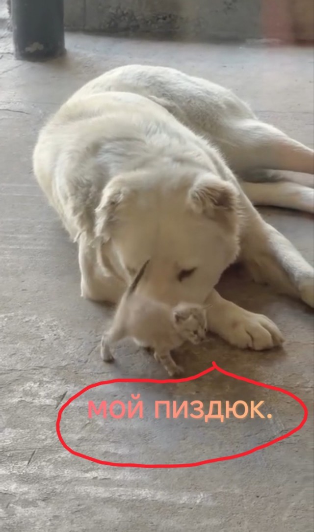 У собаки завелась блоха