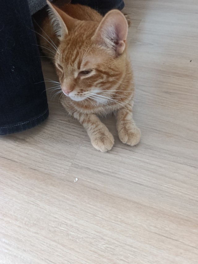 Пристраиваю котэ