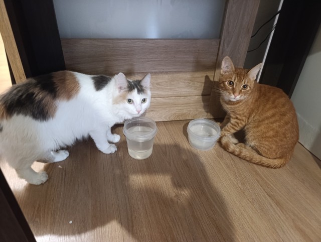 Пристраиваю котэ