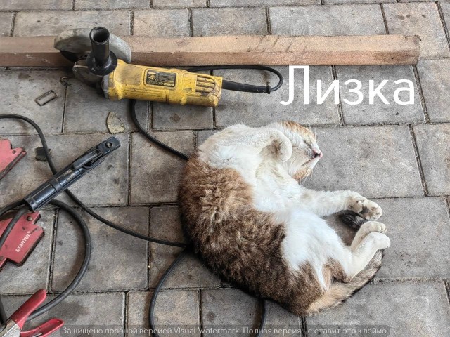 Жизнь домашнего приюта "Котоленд" 557