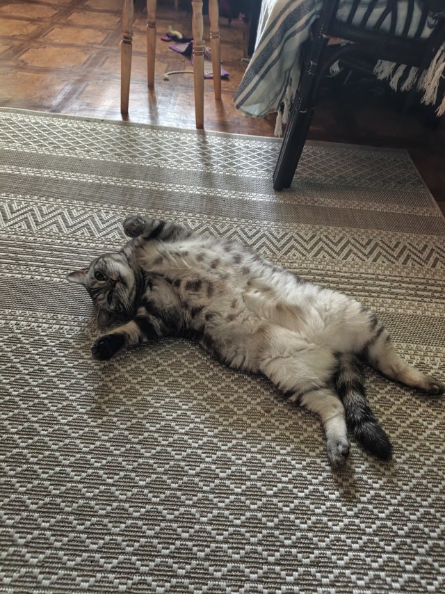 Фотки красивого кота.