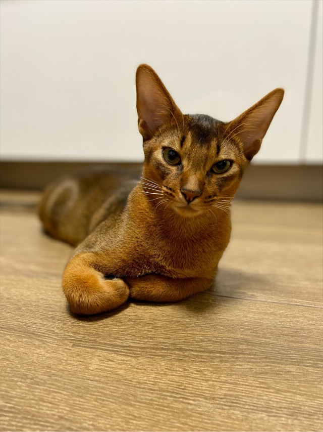 Очередной котовторник