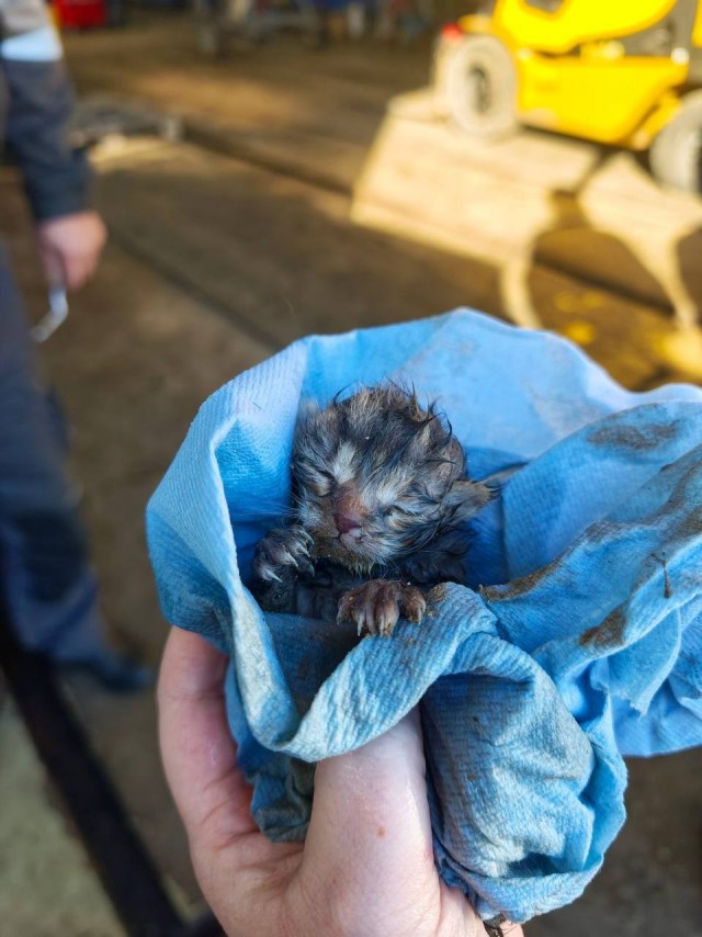 Кошка родила котят в электромобиле под капотом.