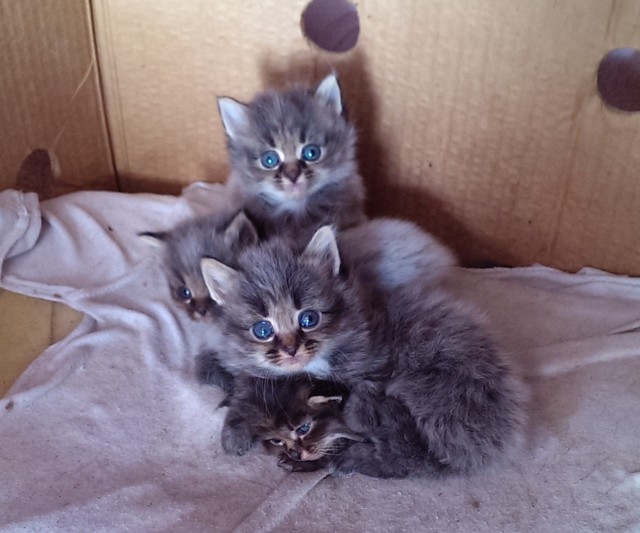 Невыразительные коты