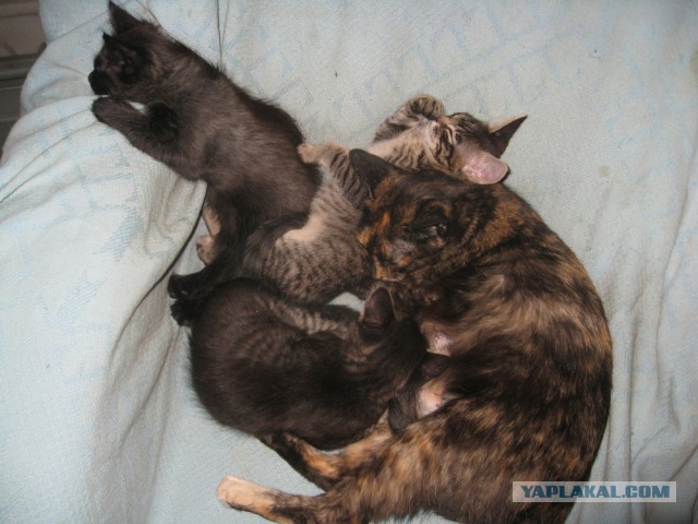 Котовторник 28.10.2014