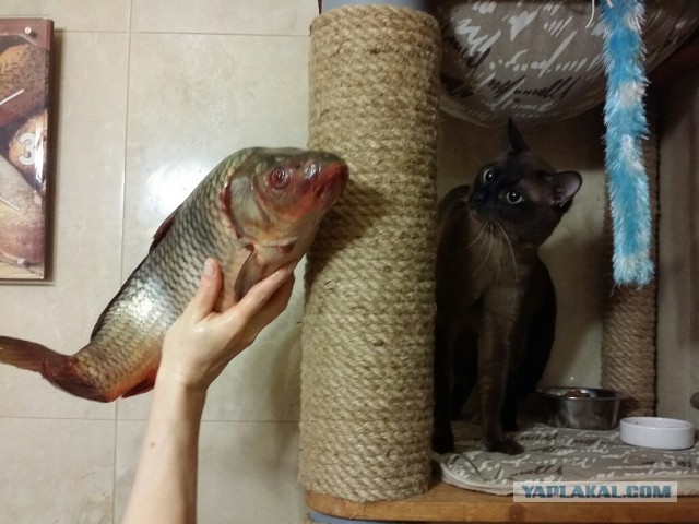 Котовторник 23.12.2014