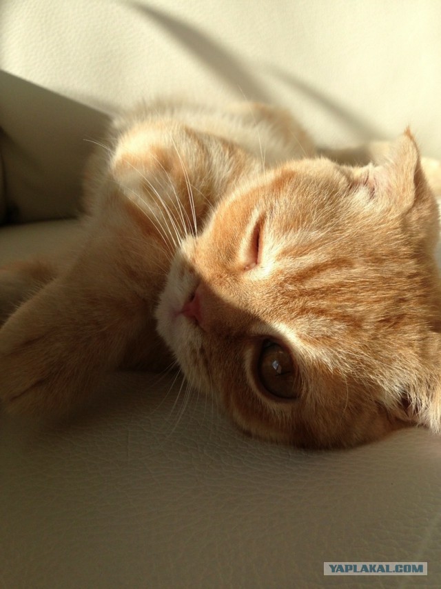 Коты, постигшие искусство сон-фу.