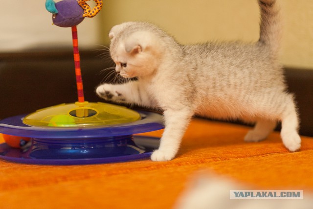 Котовторник