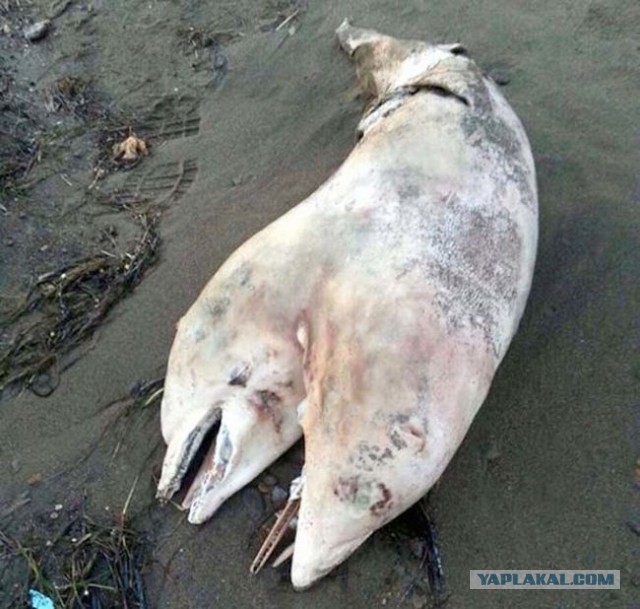 10  странных вещей, которые выбросило море