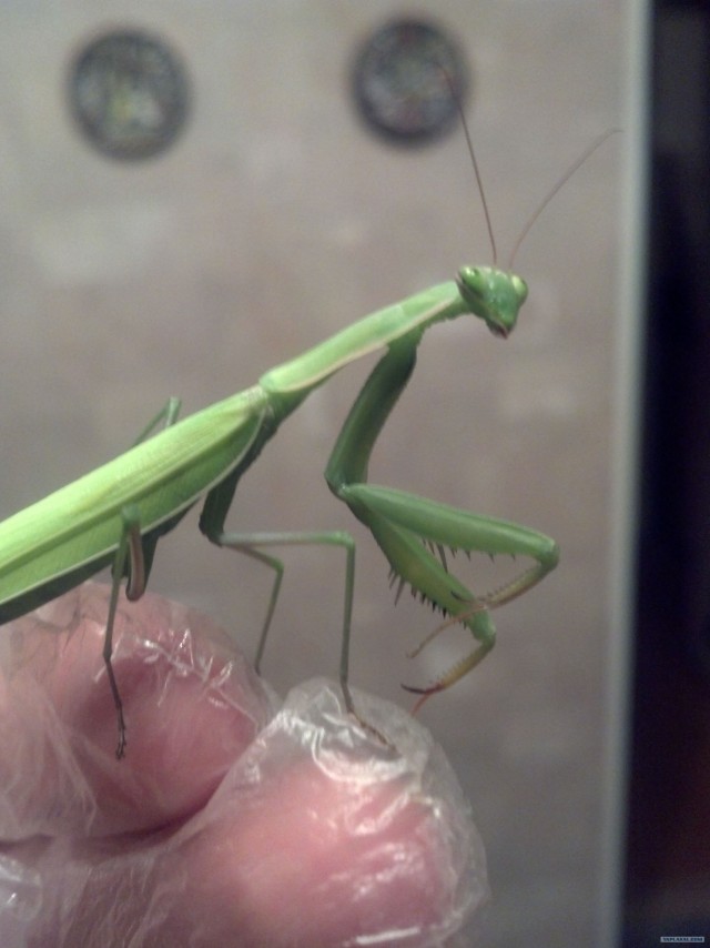 Ночной гость