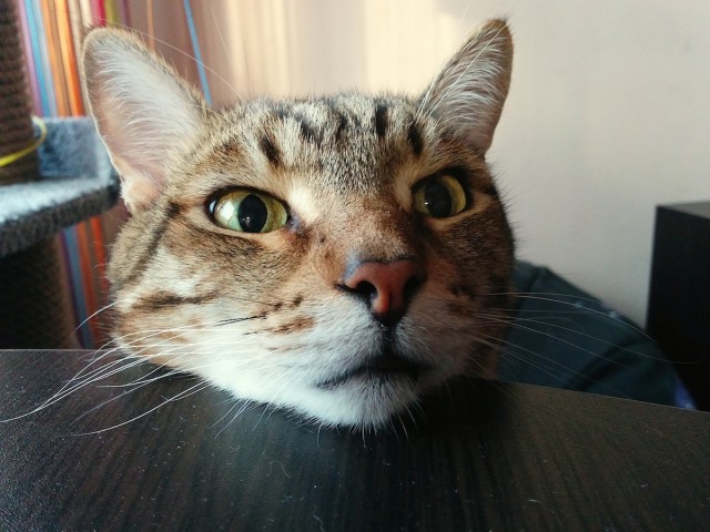 Котовторник   02.06.2015