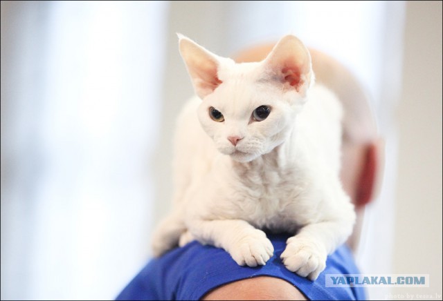 К котовторнику покажу подарок для сына