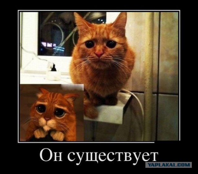 Известные котомемы.