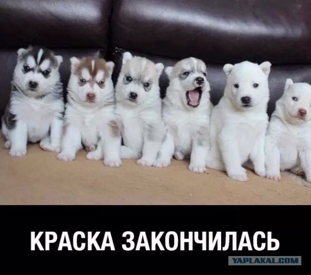 Хаски: целая охапка хмурой милоты