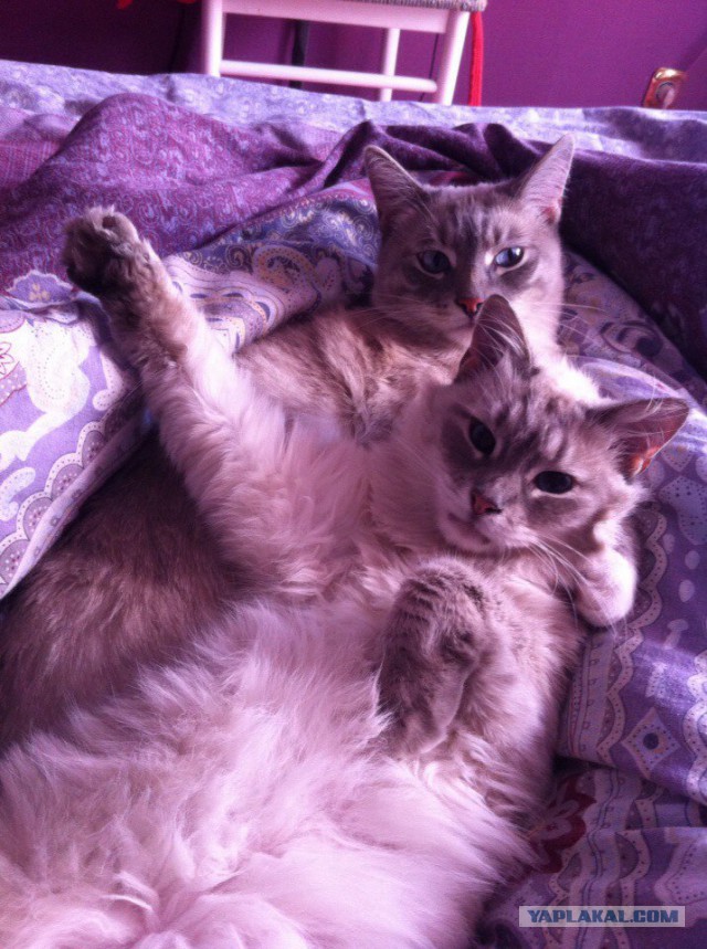 Котовторник