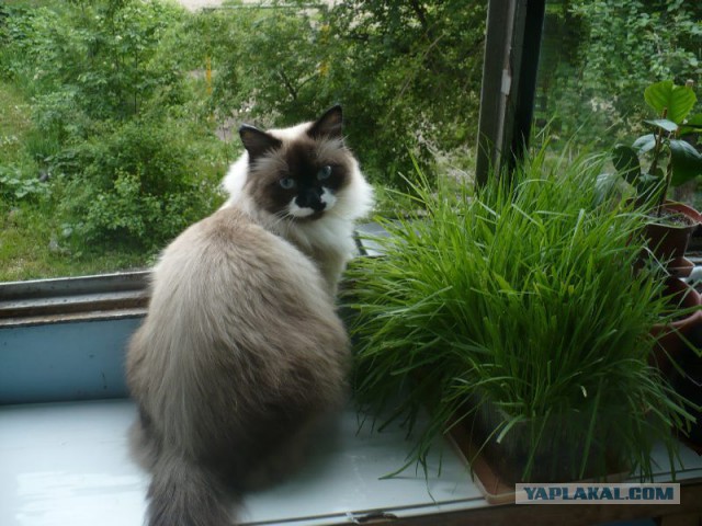 История одного тайца