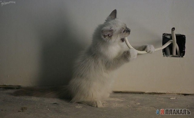 Коты, кошки, котята