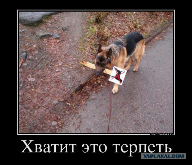 То, что улыбнуло в 2015